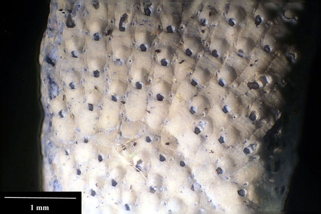 Senckenberg, Bryozoa, Bryozoen, Moostierchen, Sammlung Voigt