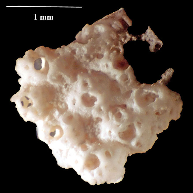 Senckenberg, Bryozoa, Bryozoen, Moostierchen, Sammlung Voigt