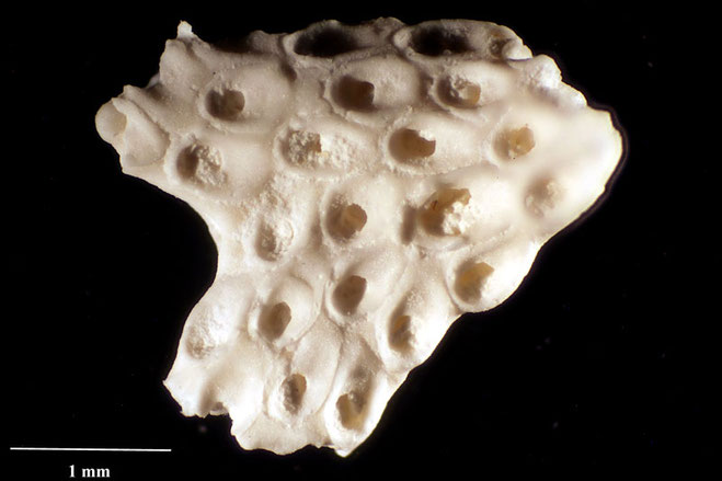 Senckenberg, Bryozoa, Bryozoen, Moostierchen, Sammlung Voigt