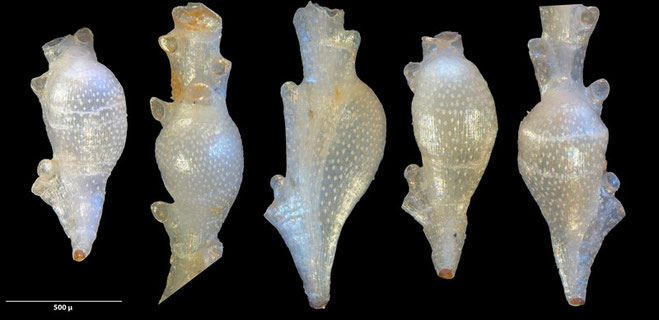 Senckenberg, Bryozoa, Bryozoen, Moostierchen, 