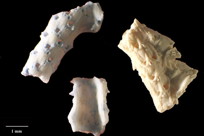 Senckenberg, Bryozoa, Bryozoen, Moostierchen, Sammlung Voigt