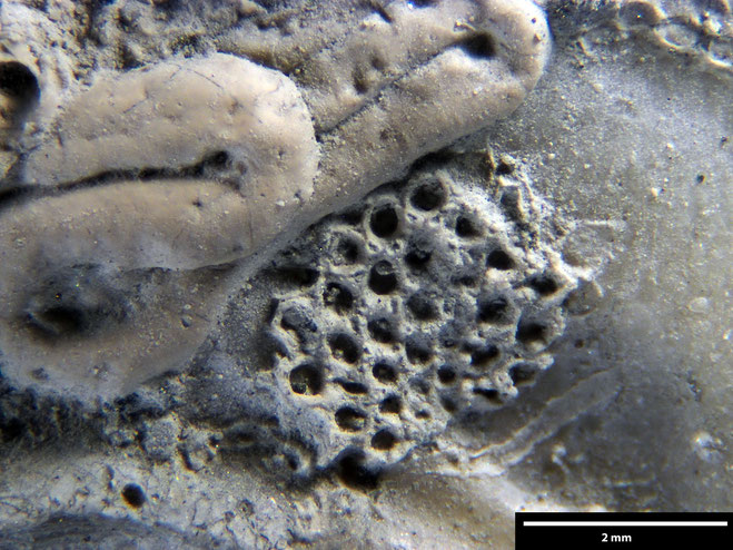 Senckenberg, Bryozoa, Bryozoen, Moostierchen, Sammlung Voigt