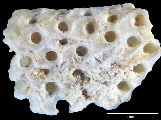 Senckenberg, Bryozoa, Bryozoen, Moostierchen, Sammlung Voigt