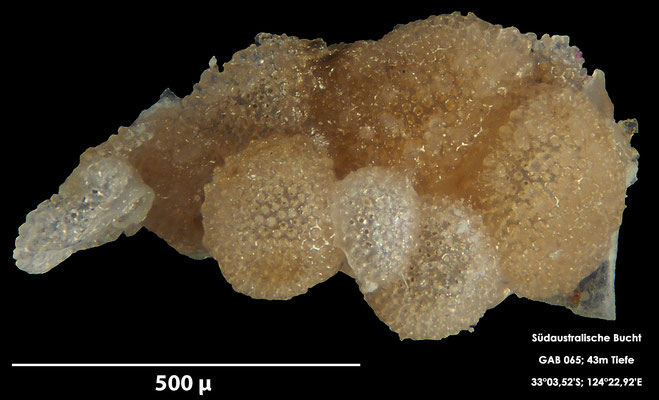 Foraminifere, Foraminifera, Bryozoa, Senckenberg, Australien