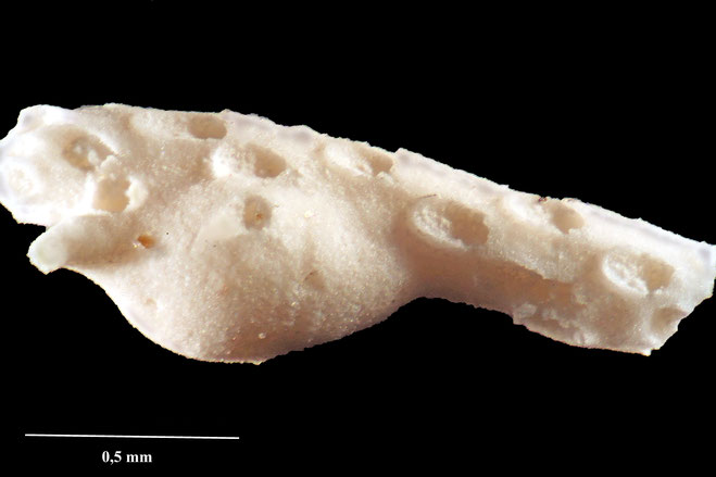 Senckenberg, Bryozoa, Bryozoen, Moostierchen, Sammlung Voigt