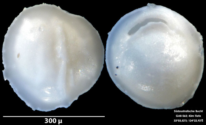 Foraminifere, Foraminifera, Bryozoa, Senckenberg, Australien