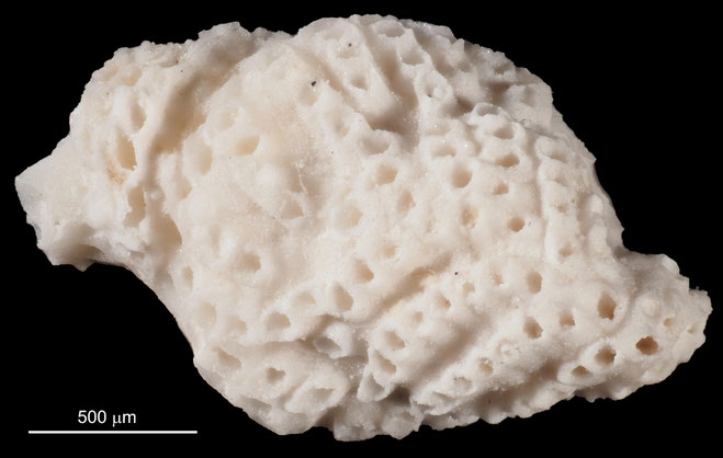 Senckenberg, Bryozoa, Bryozoen, Moostierchen, Sammlung Voigt