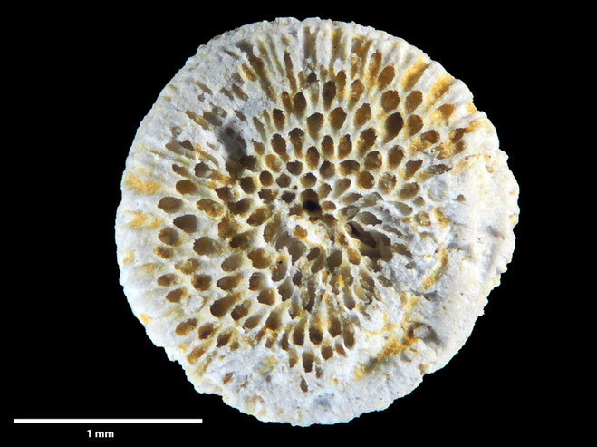 Senckenberg, Bryozoa, Bryozoen, Moostierchen, Sammlung Voigt