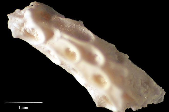 Senckenberg, Bryozoa, Bryozoen, Moostierchen, Sammlung Voigt