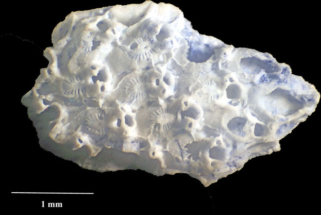 Senckenberg, Bryozoa, Bryozoen, Moostierchen, Sammlung Voigt