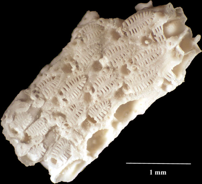 Senckenberg, Bryozoa, Bryozoen, Moostierchen, Sammlung Voigt