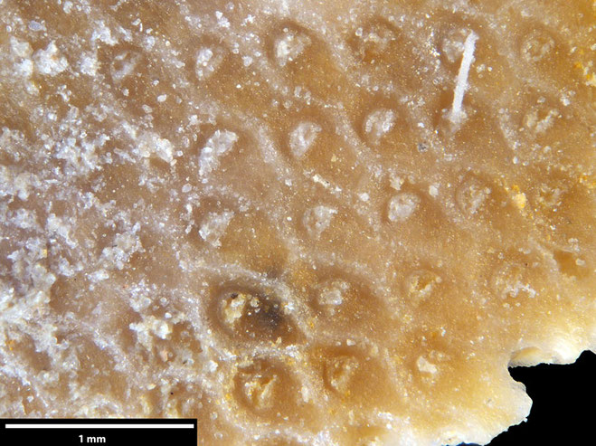 Senckenberg, Bryozoa, Bryozoen, Moostierchen, Sammlung Voigt