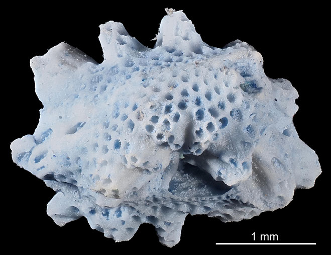 Senckenberg, Bryozoa, Bryozoen, Moostierchen, Sammlung Voigt