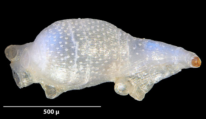 Senckenberg, Bryozoa, Bryozoen, Moostierchen, 