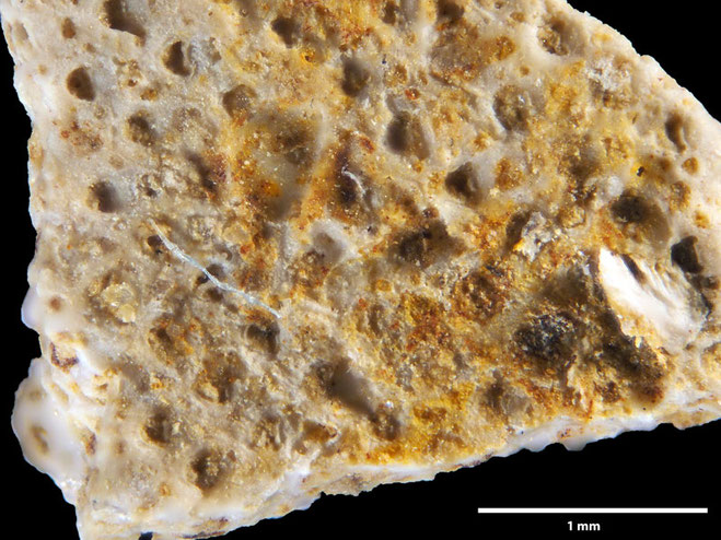 Senckenberg, Bryozoa, Bryozoen, Moostierchen, Sammlung Voigt