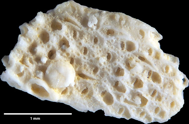 Senckenberg, Bryozoa, Bryozoen, Moostierchen, Sammlung Voigt