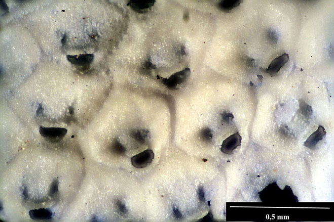 Senckenberg, Bryozoa, Bryozoen, Moostierchen, Sammlung Voigt