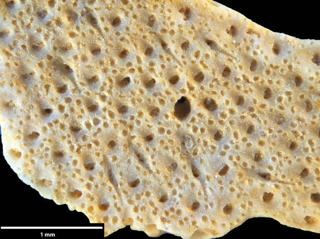 Senckenberg, Bryozoa, Bryozoen, Moostierchen, Sammlung Voigt