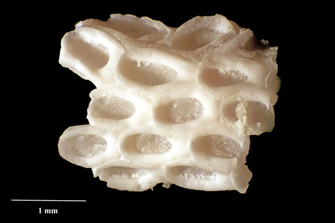 Senckenberg, Bryozoa, Bryozoen, Moostierchen, Sammlung Voigt