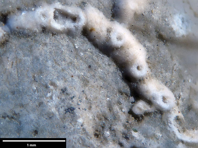 Senckenberg, Bryozoa, Bryozoen, Moostierchen, Sammlung Voigt