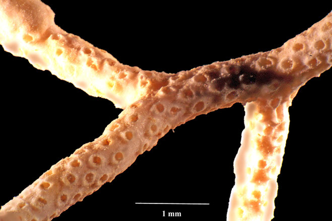 Senckenberg, Bryozoa, Bryozoen, Moostierchen, Sammlung Voigt