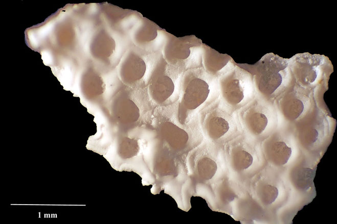 Senckenberg, Bryozoa, Bryozoen, Moostierchen, Sammlung Voigt