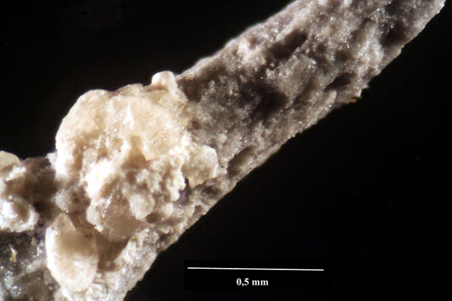 Senckenberg, Bryozoa, Bryozoen, Moostierchen, Sammlung Voigt