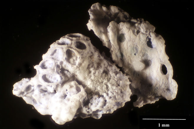 Senckenberg, Bryozoa, Bryozoen, Moostierchen, Sammlung Voigt