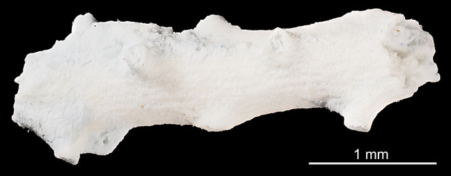 Senckenberg, Bryozoa, Bryozoen, Moostierchen, Sammlung Voigt