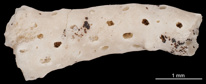 Senckenberg, Bryozoa, Bryozoen, Moostierchen, Sammlung Voigt