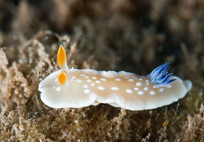 Ardeodoris sp.1 anc Glossodoris sp.