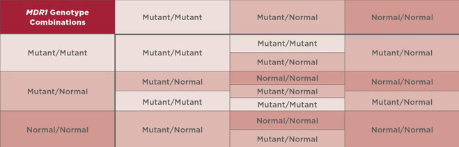 Graphique 2. Échiquier de Punnett montrant les combinaisons de génotypes des génotypes multirésistants 1 (MDR1).