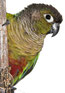 Conure de molina (Pyrrhura molinae) et autres conures