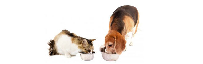 perro y gato comida