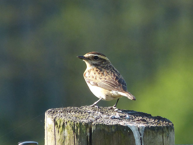 Weibliches Braunkehlchen  (Foto: F.U.Schmidt)