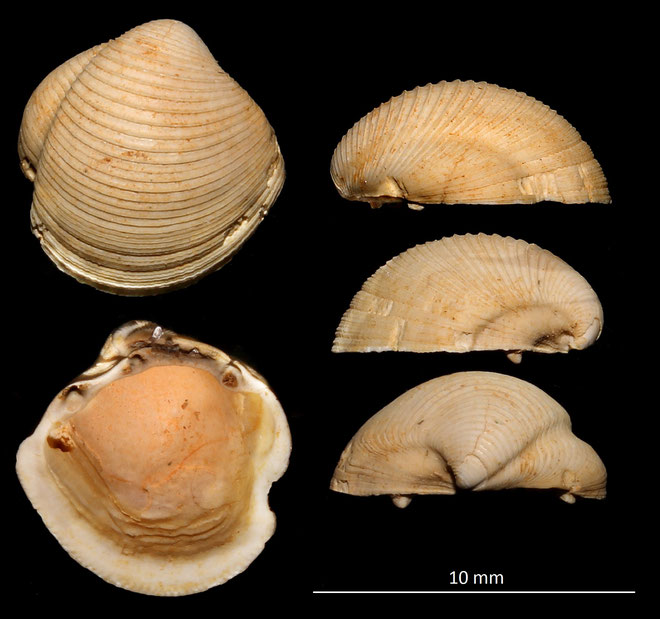 Phacoides columbella, Miocene dell'Aquitania