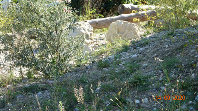 Magerflächen mit  Kies und Sand sind Unterschlupf für Wildbienen und Hummeln etc.