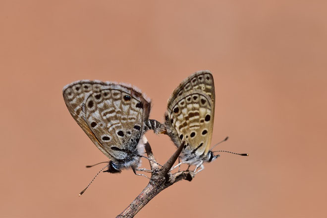A. jesous, in copula, région de Taliouine, Anti-Atlas nord-oriental, 2017, ©Frédérique Courtin-Tarrier 