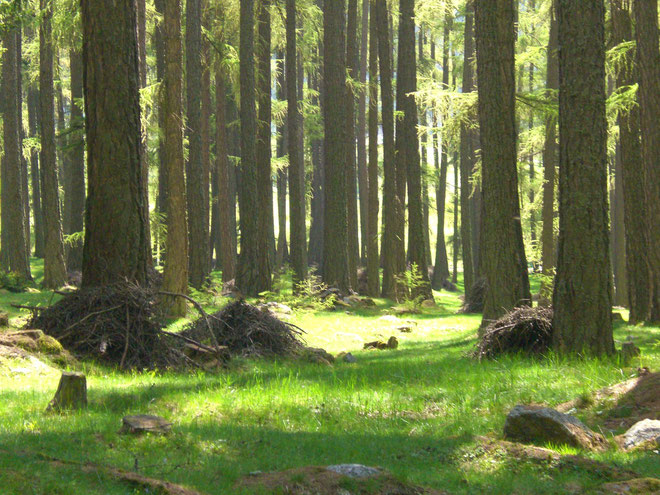 Gesundheit und Wohlbefinden finden im gesunden Wald am Reschenpass im Vinschgau - Südtirol. Lärchenwald in Reschen am See am Reschensee bei Nauders.