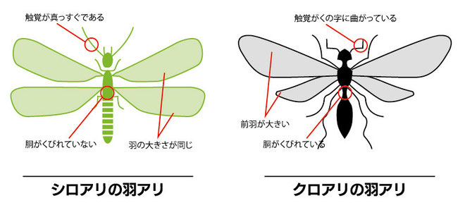 シロアリ　クロアリ違い