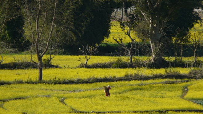 Recolte des plants de moutarde