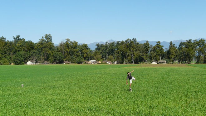 Champs de blé avec en fond le début de l'Himalaya