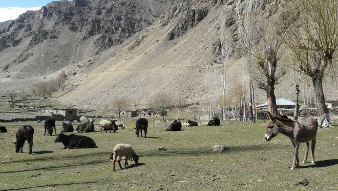 Anes, moutons et dzos (croisement vache/yak) paissent dans la vallée d'Astore