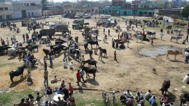 Marché a bestiaux