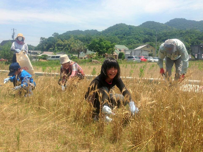 香川県産小麦「さぬきの夢2009」を収穫中