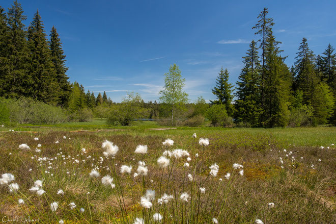 Scheiden-Wollgras im Vordergrund