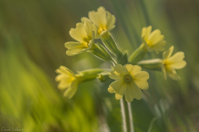 gelbe Schlüsselblume im Park