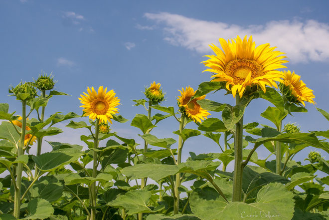 Sonnenanbeterinnen :-)