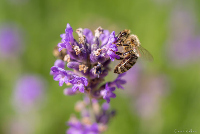 Biene auf Lavendelblüte