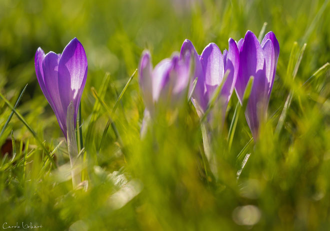 Auch in Badenweiler hielt der Frühling Einzug. Hier im Bild violette Krokusse im Park.